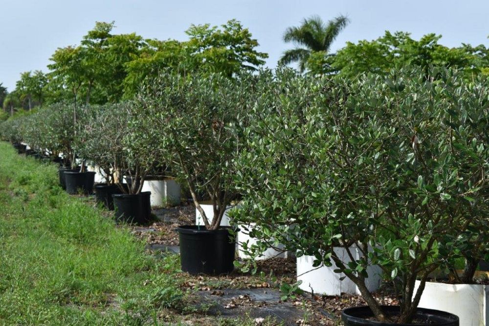 acacia-vachellia-sweet-acacia-acacia-farnesiana