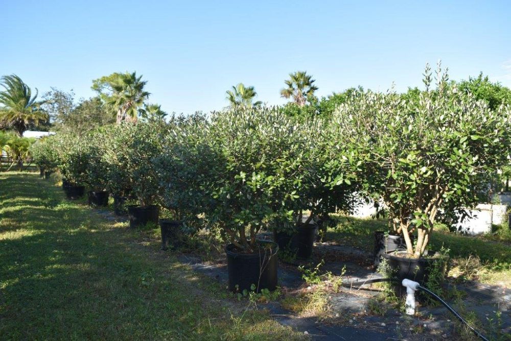 acacia-vachellia-sweet-acacia-acacia-farnesiana