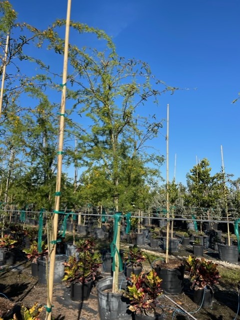 acacia-vachellia-sweet-acacia-acacia-farnesiana