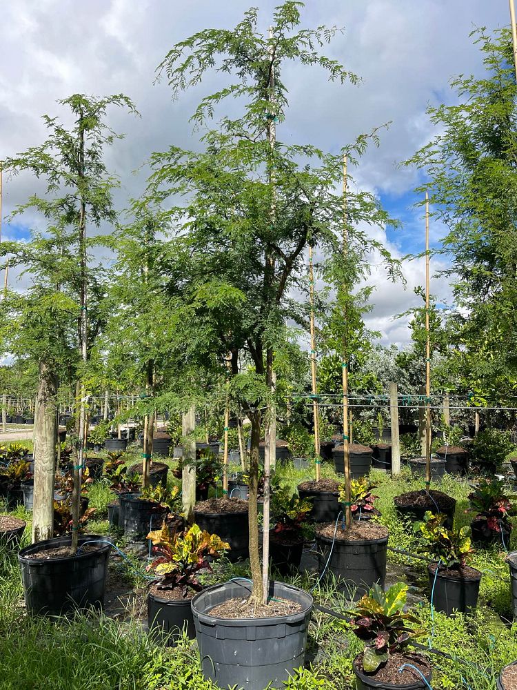 acacia-vachellia-sweet-acacia-acacia-farnesiana