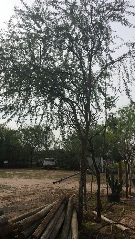 acacia-vachellia-sweet-acacia-acacia-farnesiana
