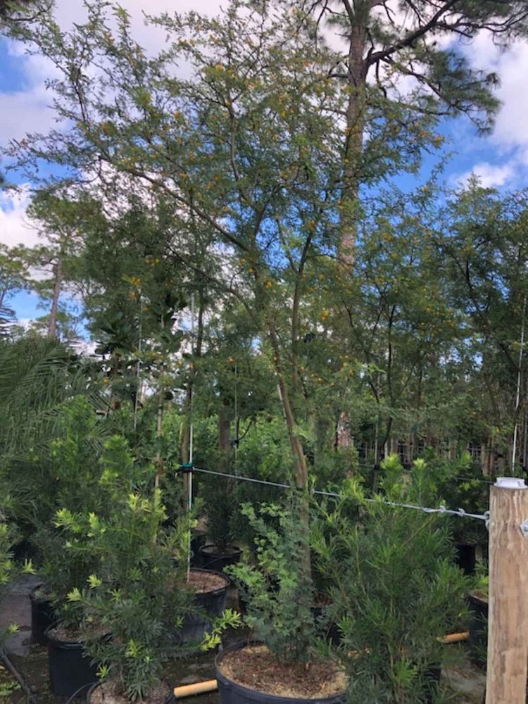 acacia-vachellia-sweet-acacia-acacia-farnesiana