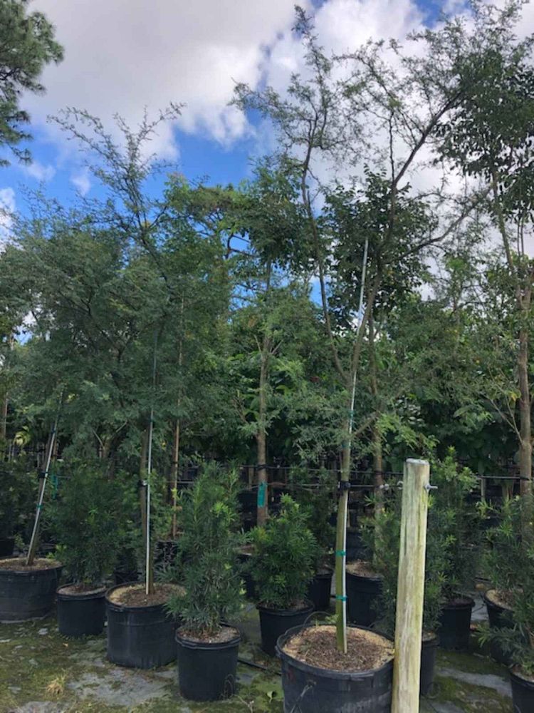 acacia-vachellia-sweet-acacia-acacia-farnesiana