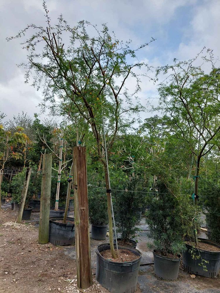 acacia-vachellia-sweet-acacia-acacia-farnesiana