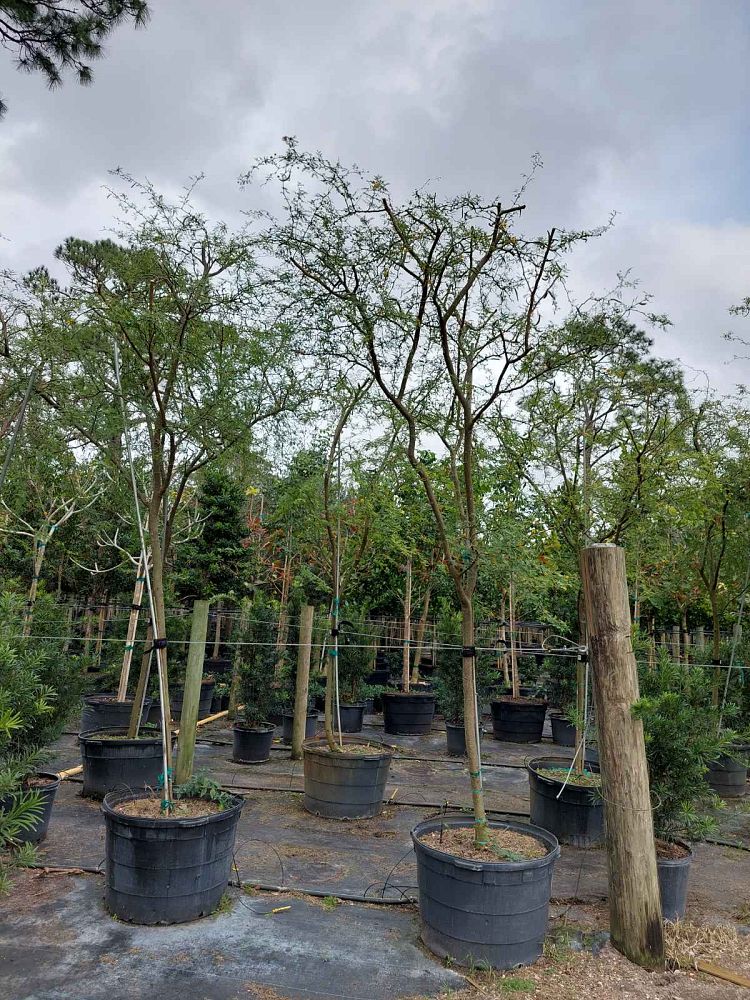 acacia-vachellia-sweet-acacia-acacia-farnesiana