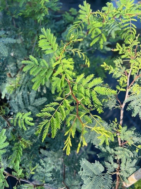 acacia-vachellia-sweet-acacia-acacia-farnesiana