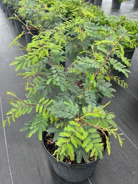 acacia-vachellia-sweet-acacia-acacia-farnesiana