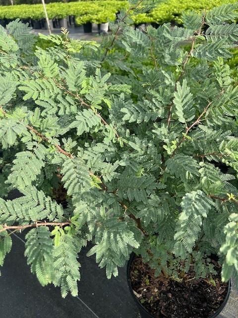 acacia-vachellia-sweet-acacia-acacia-farnesiana
