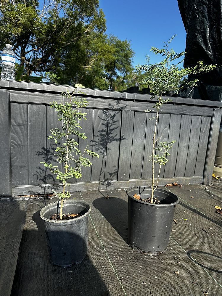 acacia-vachellia-sweet-acacia-acacia-farnesiana