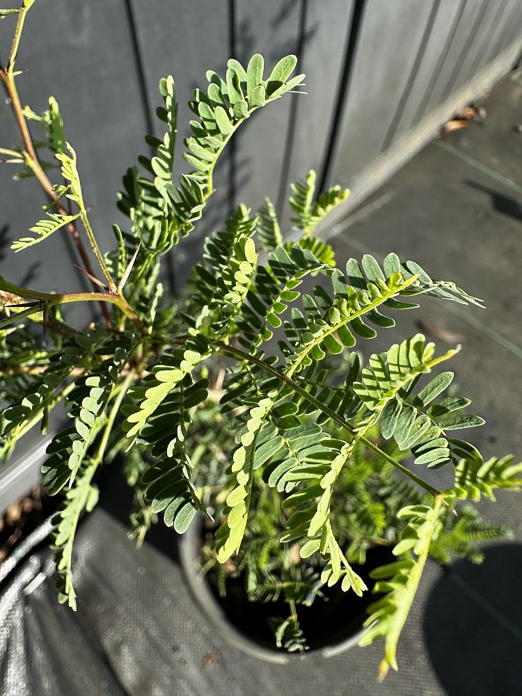 acacia-vachellia-sweet-acacia-acacia-farnesiana