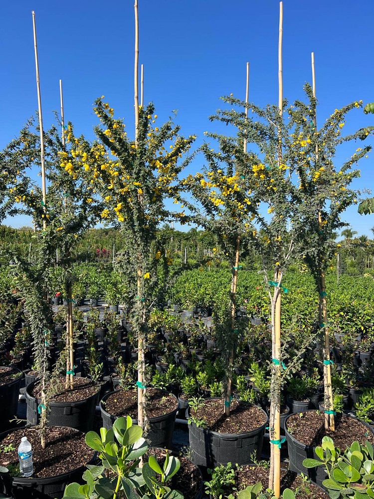 acacia-wattles
