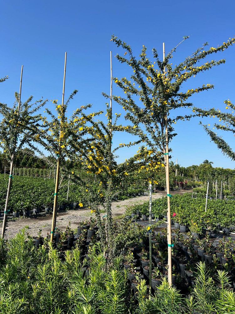 acacia-wattles