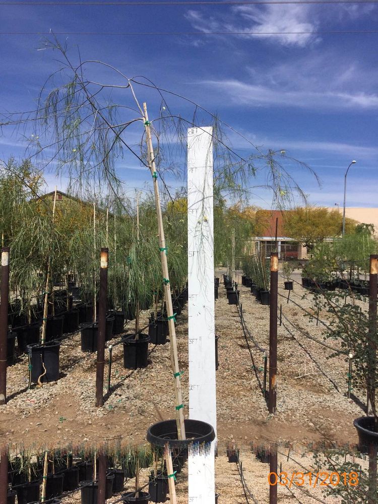 Arizona WholeSale Growers