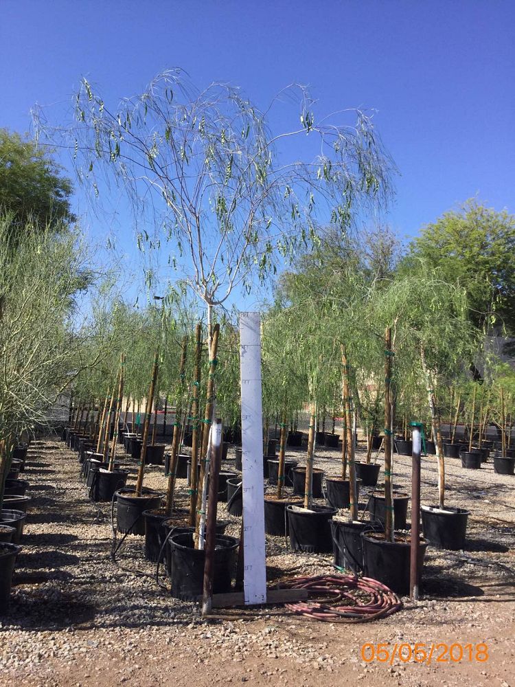 Arizona WholeSale Growers