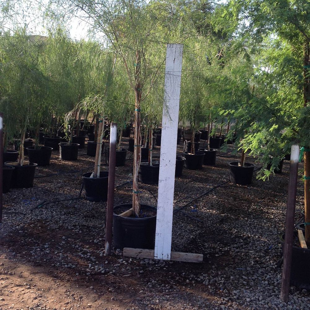 Arizona WholeSale Growers