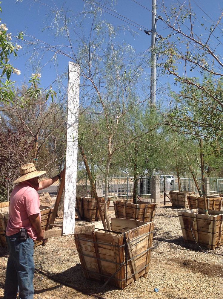 Arizona WholeSale Growers