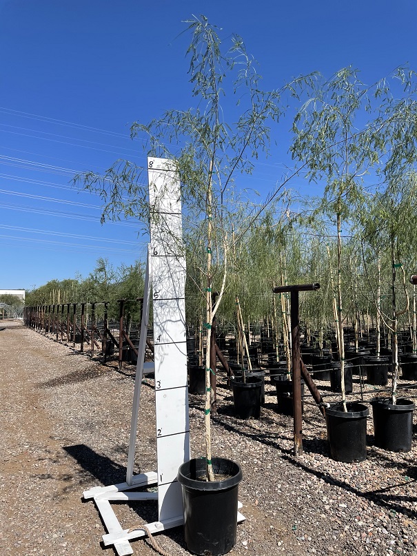 acacia-willardiana-palo-blanco