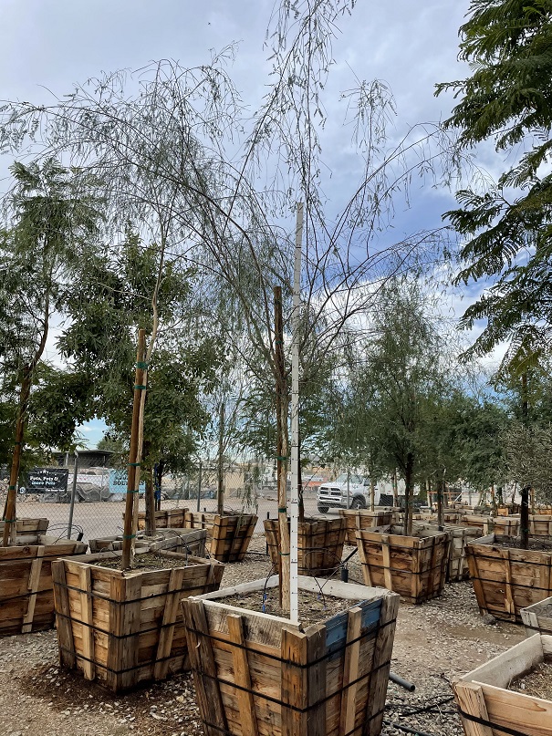 acacia-willardiana-palo-blanco