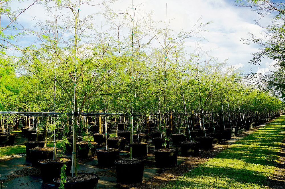 acacia-xanthophloea-fever-tree