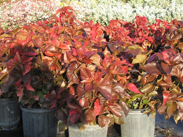 acalypha-brazen-copperleaf-jacob-s-coat