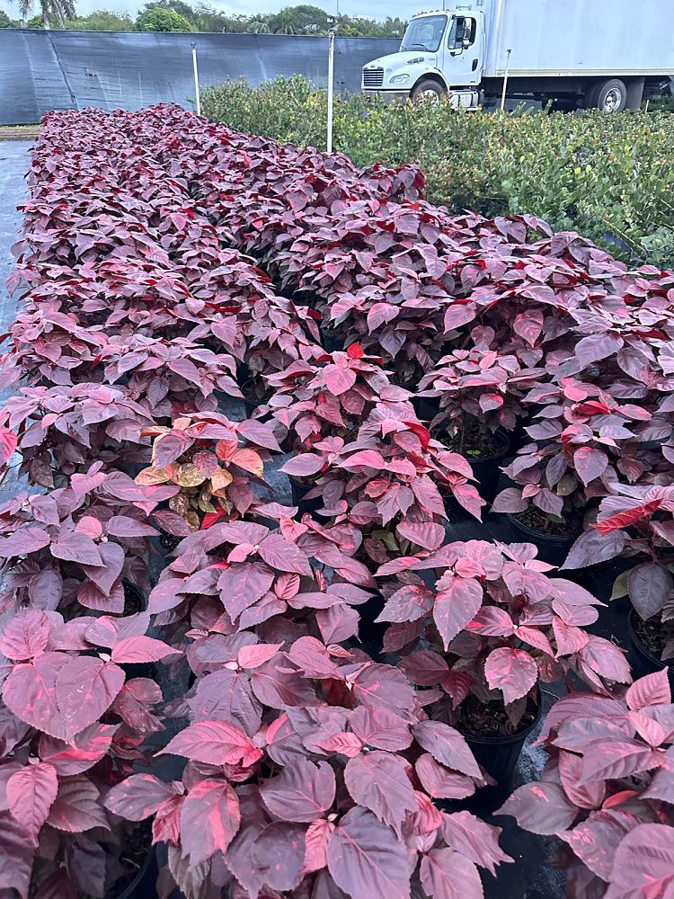 acalypha-californica-california-copperleaf