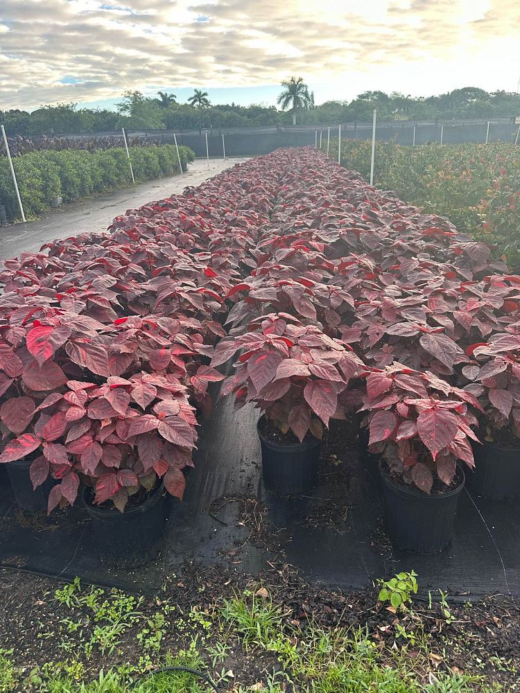 acalypha-californica-california-copperleaf