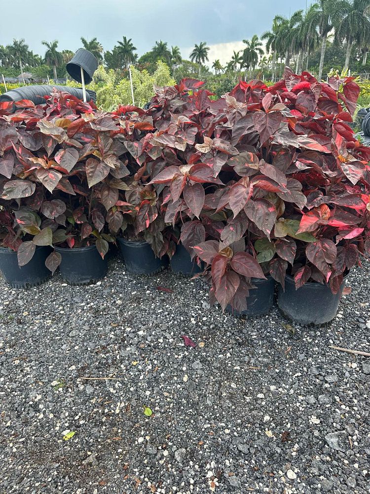 acalypha-californica-california-copperleaf