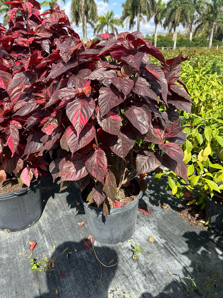 acalypha-californica-california-copperleaf