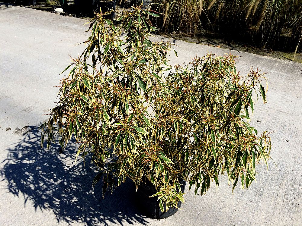 acalypha-copperleaf-jacob-s-coat