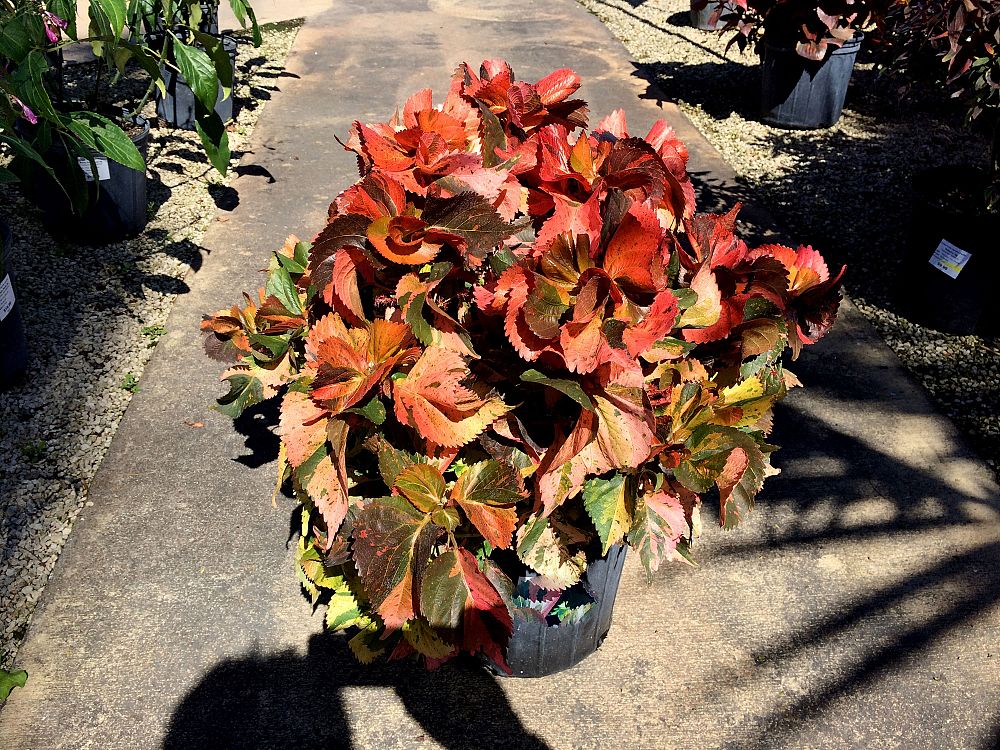 acalypha-copperleaf-jacob-s-coat