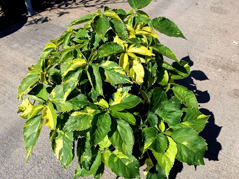 acalypha-copperleaf-jacob-s-coat
