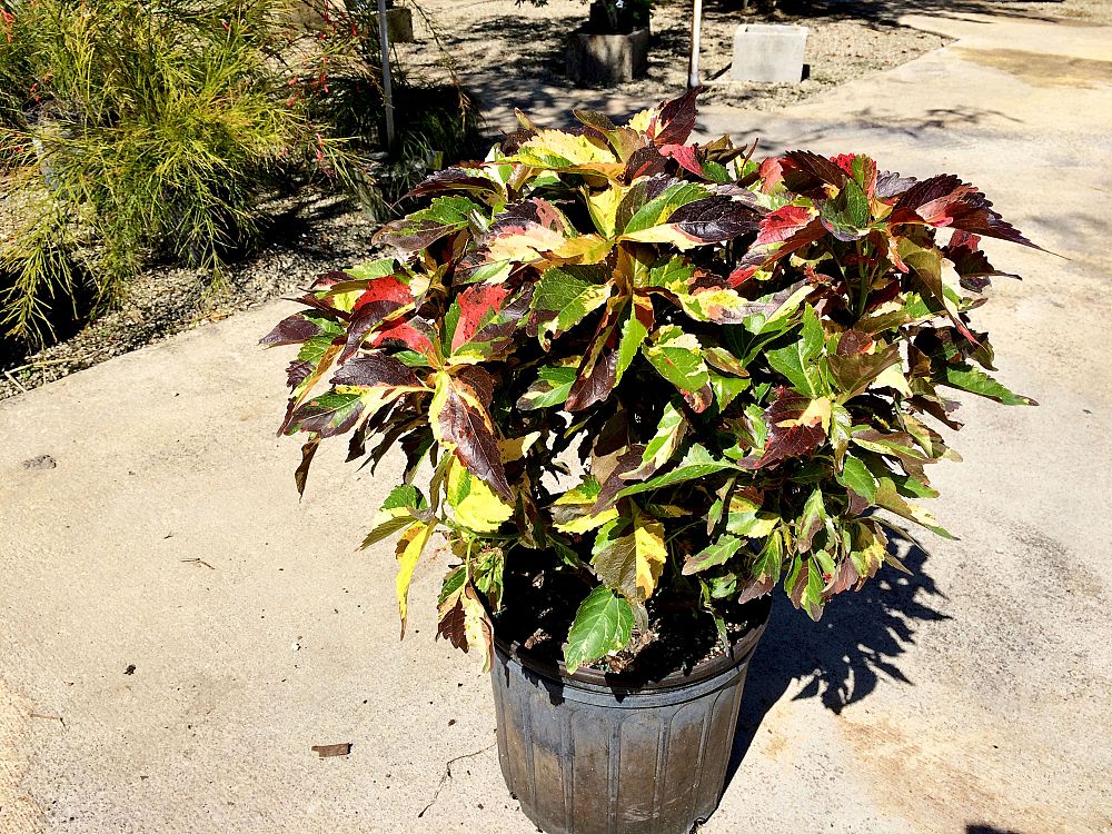acalypha-copperleaf-jacob-s-coat