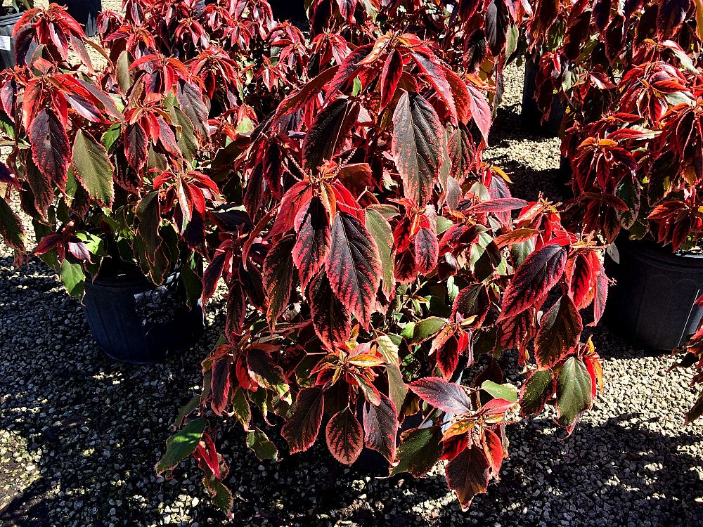 acalypha-copperleaf-jacob-s-coat