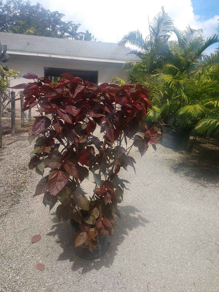acalypha-copperleaf-jacob-s-coat