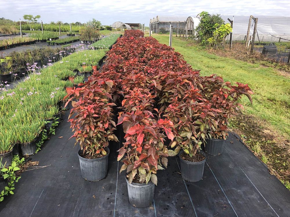 acalypha-copperleaf-jacob-s-coat