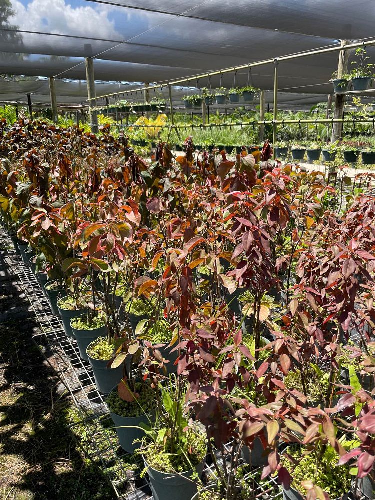 acalypha-copperleaf-jacob-s-coat