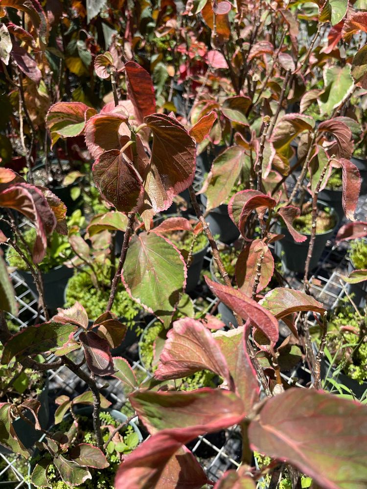 acalypha-copperleaf-jacob-s-coat