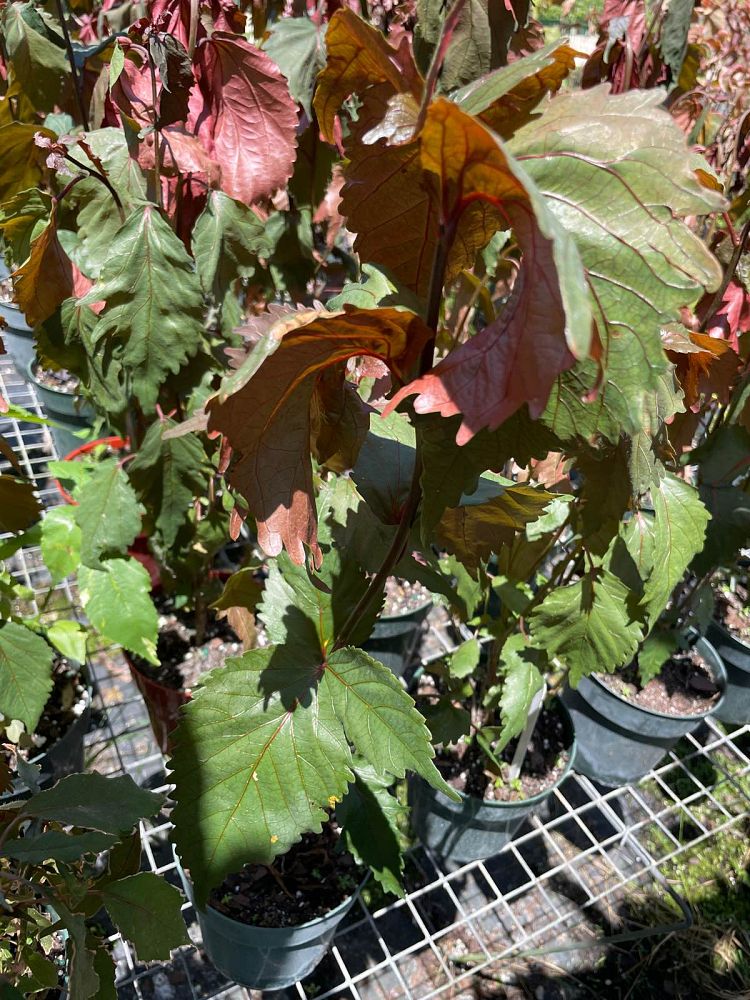 acalypha-copperleaf-jacob-s-coat