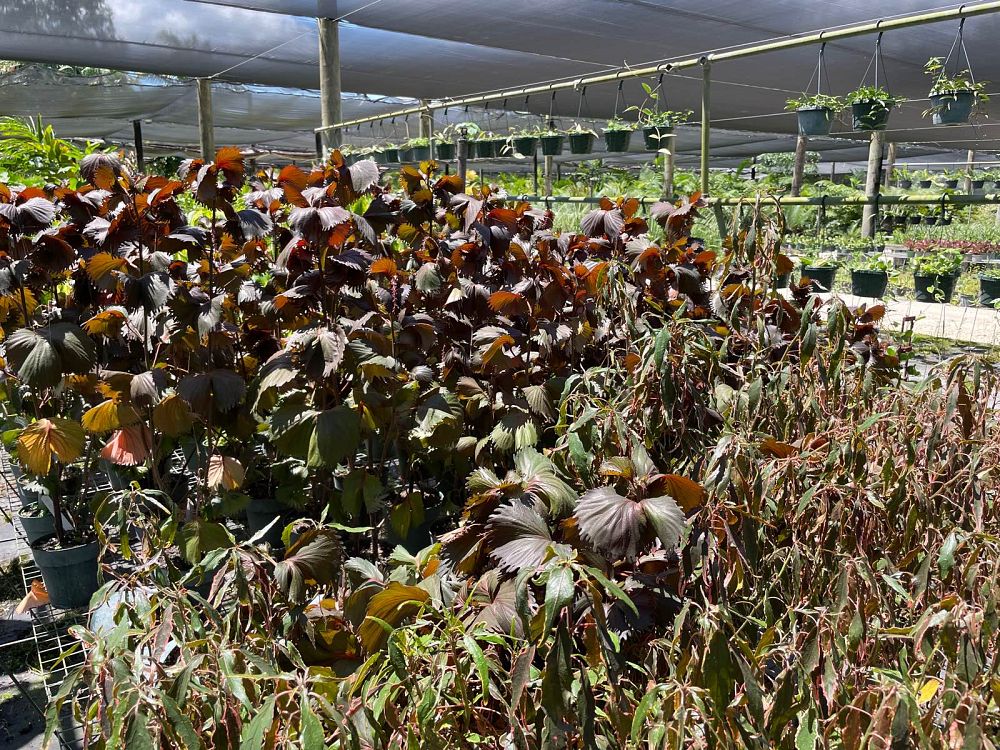 acalypha-copperleaf-jacob-s-coat
