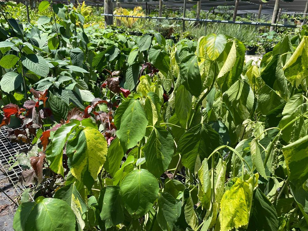 acalypha-copperleaf-jacob-s-coat