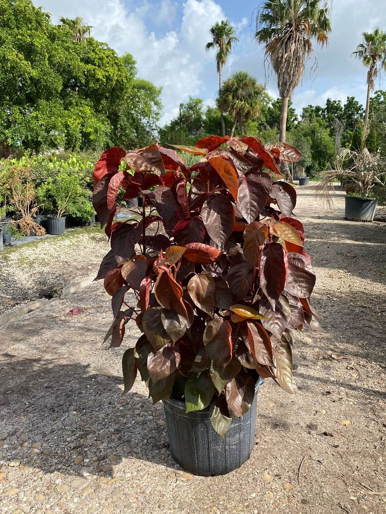 acalypha-copperleaf-jacob-s-coat