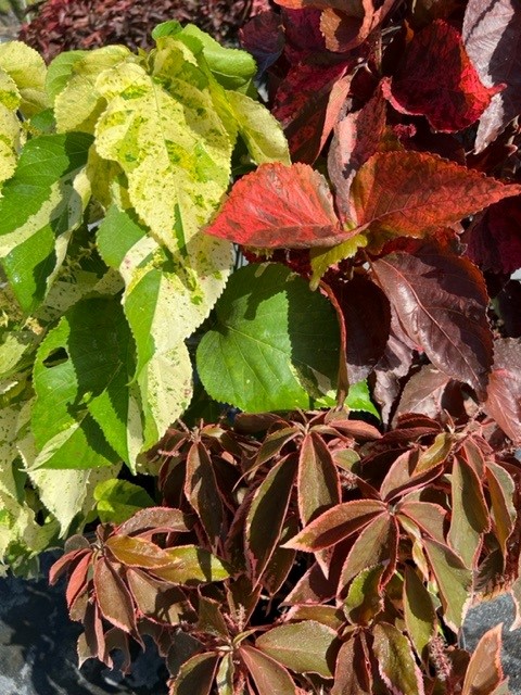 acalypha-copperleaf-jacob-s-coat