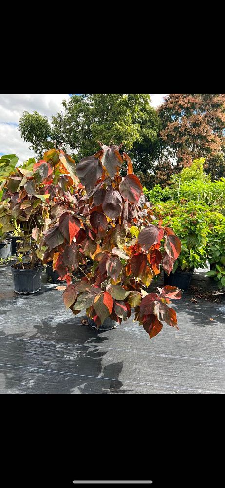 acalypha-copperleaf-jacob-s-coat