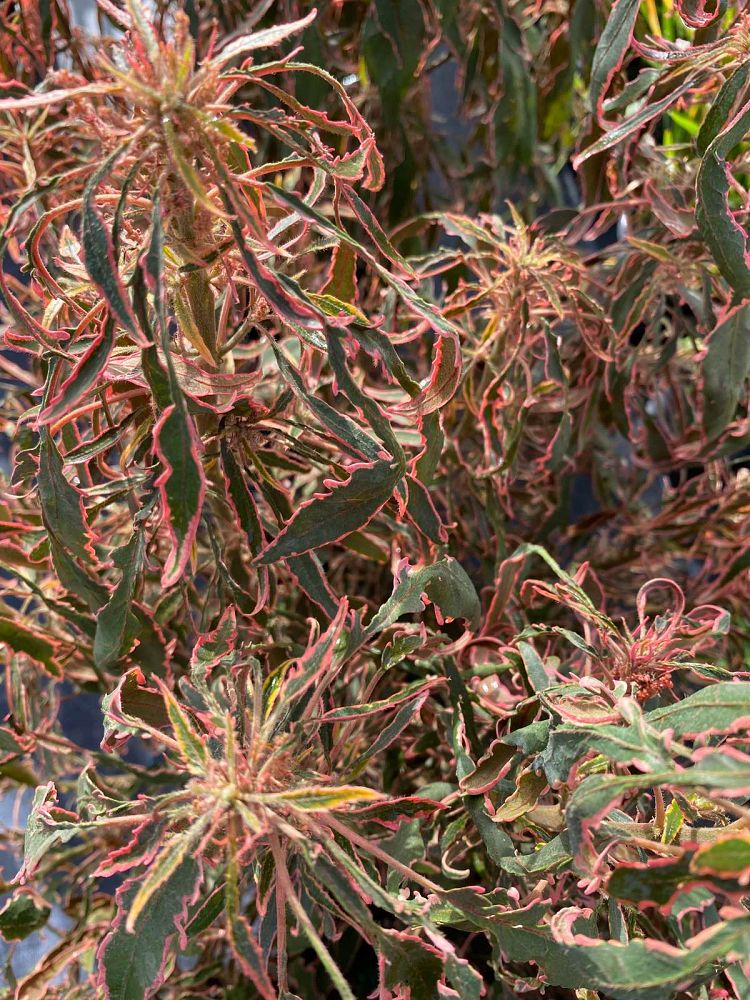 acalypha-copperleaf-jacob-s-coat