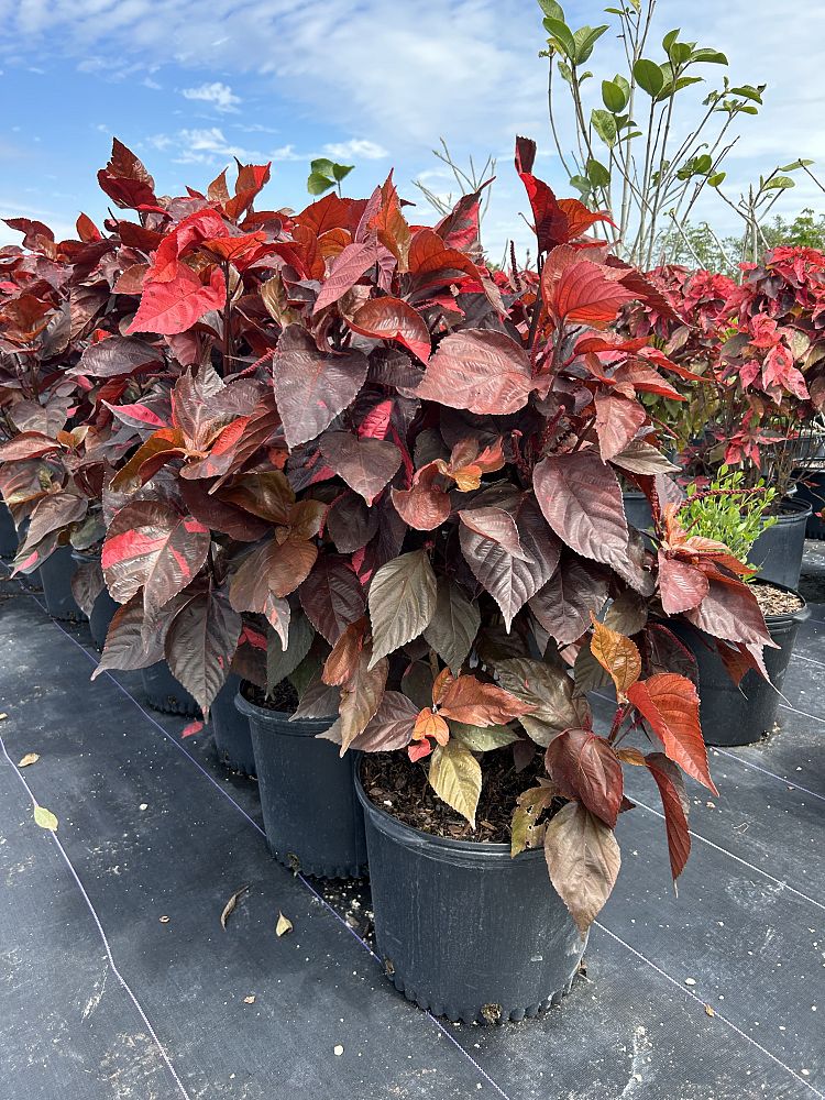 acalypha-copperleaf-jacob-s-coat