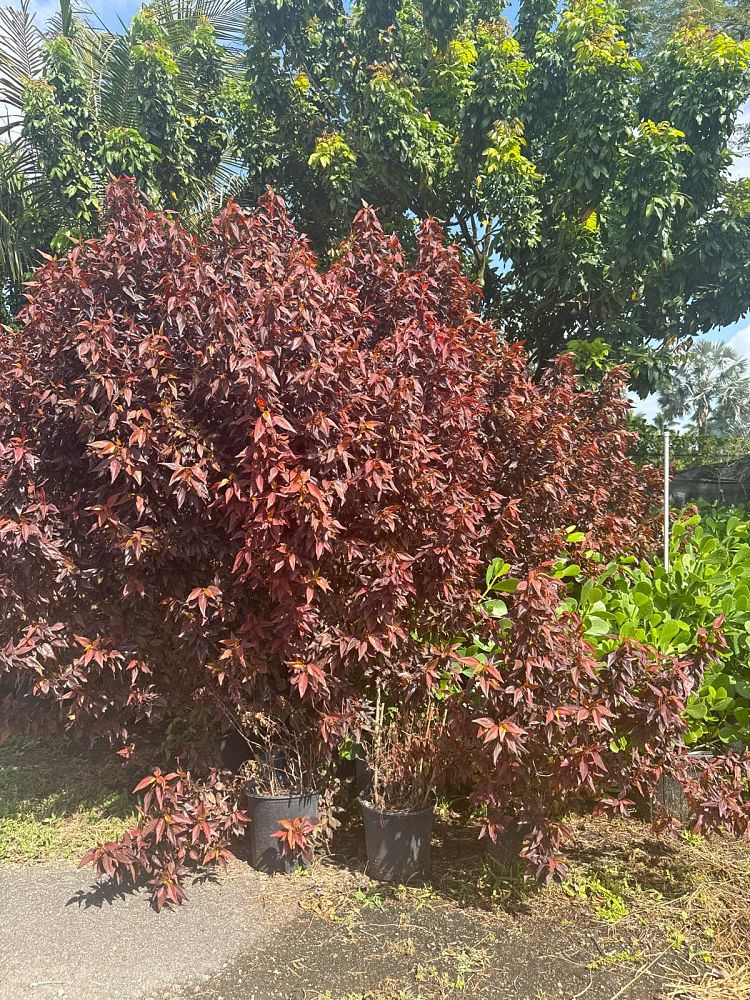 acalypha-copperleaf-jacob-s-coat