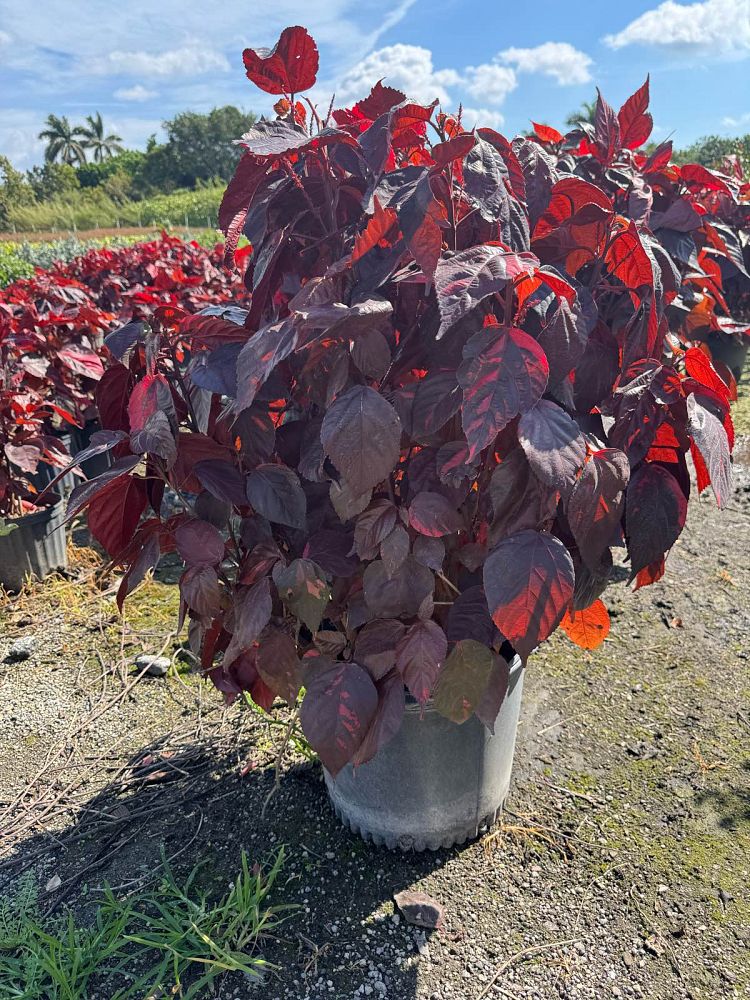 acalypha-copperleaf-jacob-s-coat