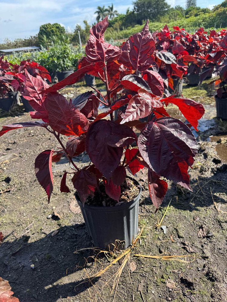 acalypha-copperleaf-jacob-s-coat