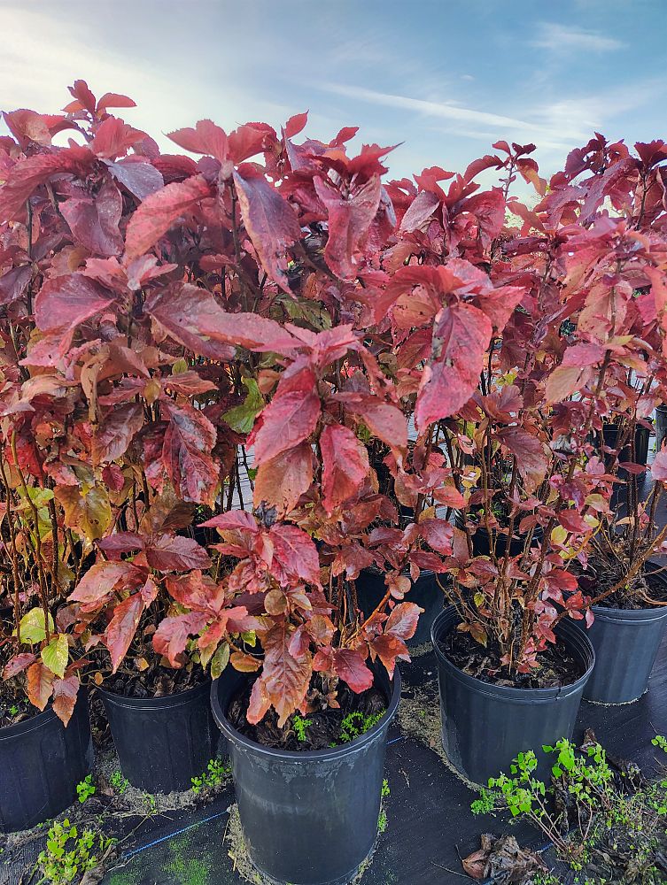 acalypha-copperleaf-jacob-s-coat