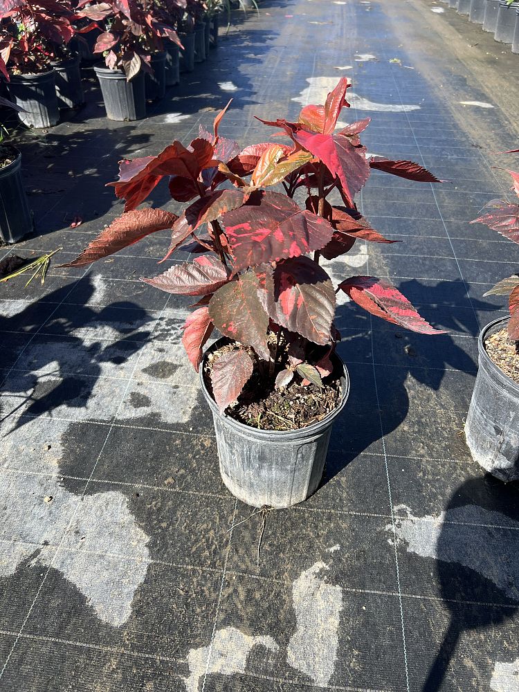 acalypha-copperleaf-jacob-s-coat